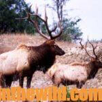 What’s Elk Hunting About Day 5: Corky & George Richardson Double-Down on Elk