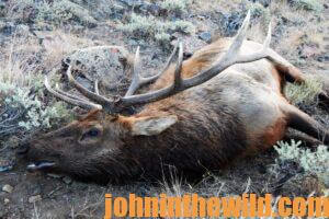 Elk shot by hunter