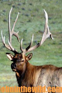 An elk in the wild