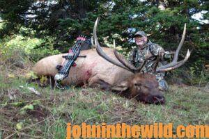 An elk shot hit by an arrow