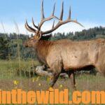 What’s Elk Hunting About Day 3: Corky Richardson Bowhunts Big Elk