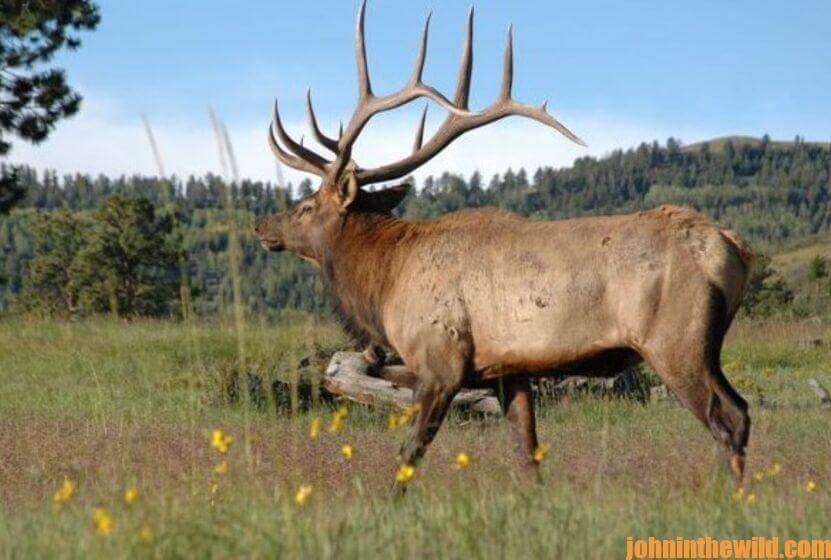 An elk in the wild