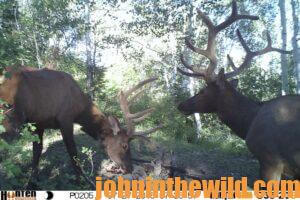 Mule deer in the wild