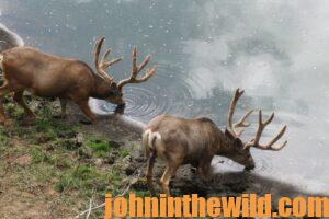 Mule deer drinking from a pond