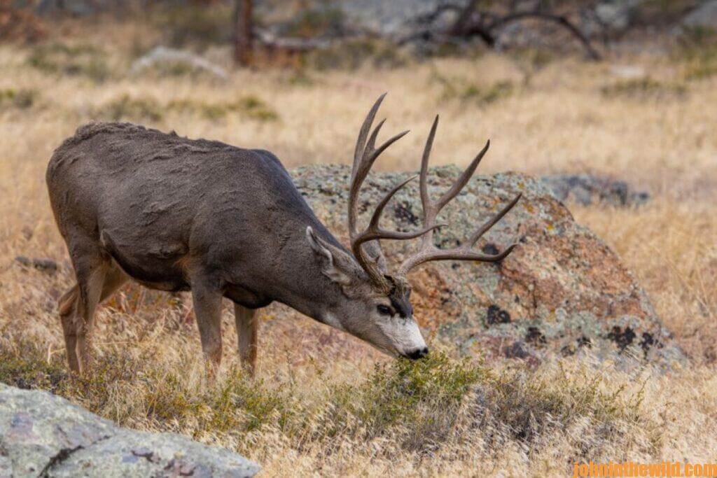 Top Mule Deer Hunters Tell All Day 4: Karl Badger – Wilderness Mule ...
