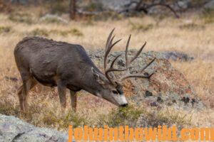 Mule deer in the wild