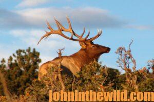 A mule deer in the wild