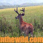 Scouting Before Bowhunting Deer with Mark Drury Day 2: Two More Scouting Secrets for Deer
