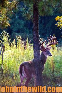 A deer looks over his shoulder in a grassy field