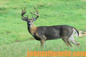 A deer in the field