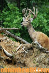 A deer climbs over a hill