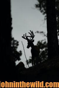 A silhouette of a deer