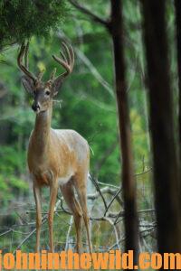 A deer in the woods