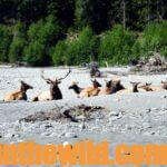 Strategies for Taking Public Land Elk Day 5: What Happened on a Roosevelt Elk & Whitetail Hunt