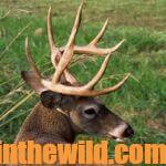 Will Primos Uses the Truth to Be a Better Deer Hunter Day 2: Take More Whitetails More Often with Your Bow