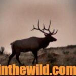 Opening Day Bull Elk and Other Wildlife Day 4: Hunt and Call Early Morning Elk