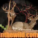 Hunting Coues Deer Day 3: Learn More about Coues Deer Hunts