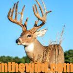Tactics to Take Older Public Land Deer Day 1: Outhunt Public Land Deer Hunters