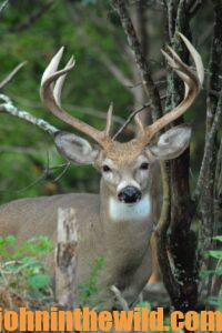 White tail deer