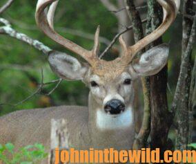 White tail deer