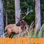 Taking Bull Elk Day 5: Learn Wolf Hunting Tips for Elk Hunters