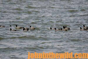 Ducks swimming