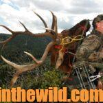 Taking Bull Elk Day 1: Get Close for Bow Bull Elk
