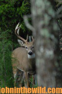 White tail deer