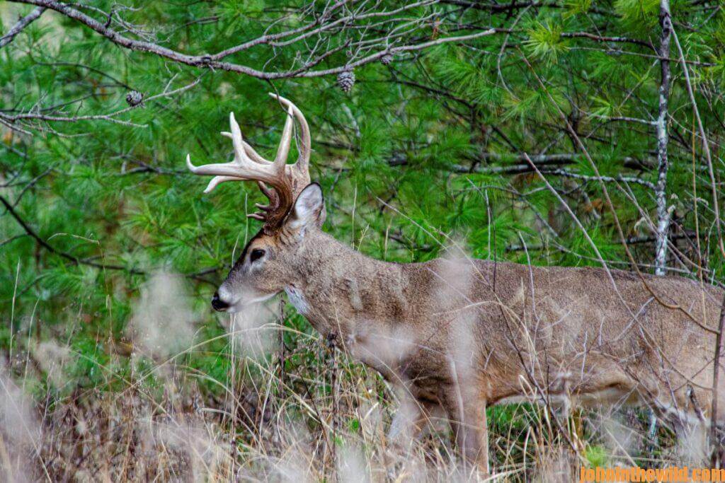 White tail deer