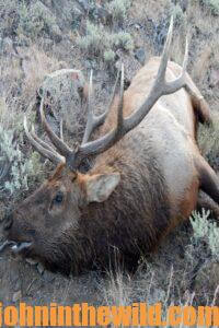 Killed elk