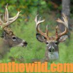 Take Deer in the Early Season Day 3: Know Food Plots Are Deer Magnets