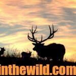 Things to Know Before Hunting Elk & Muleys Day 4: Don’t Lie to Your Elk Guide