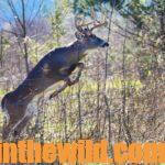 Hunt Deer Two Seasons Day 1: Why Hunt Deer with a Bow