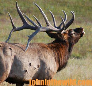 Elk in the wild