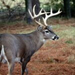 Use Native American Tactics for Deer Day 1: Hone Deer Stalking Skills While Scouting