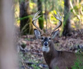 Deer in the wild