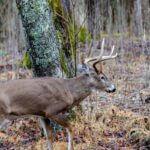 Learning More about Deer Day 3: Know How Breeder Buck Deer Impact Herds