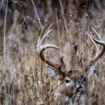 Think Outside the Box to Hunt Deer Day 3: Don’t Hunt Feeding Sites for Deer