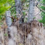 Use Native American Tactics for Deer Day 3: Walk Like a Stalker to Take Deer