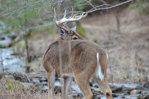 Deer in the wild