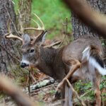 Use Native American Tactics for Deer Day 4: Camouflage Your Deer Stalk & Eliminate Odors