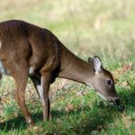 Manage Deer to Have More Day 1: Hunt Deer Successfully on Small Acreages