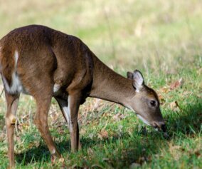 Deer in the wild