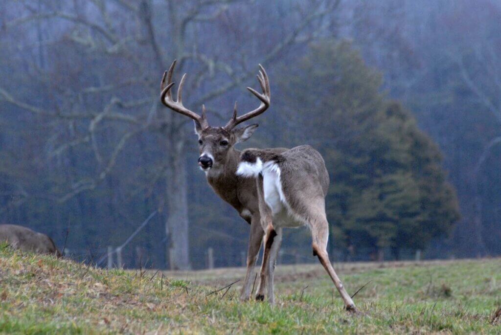 Deer in the wild