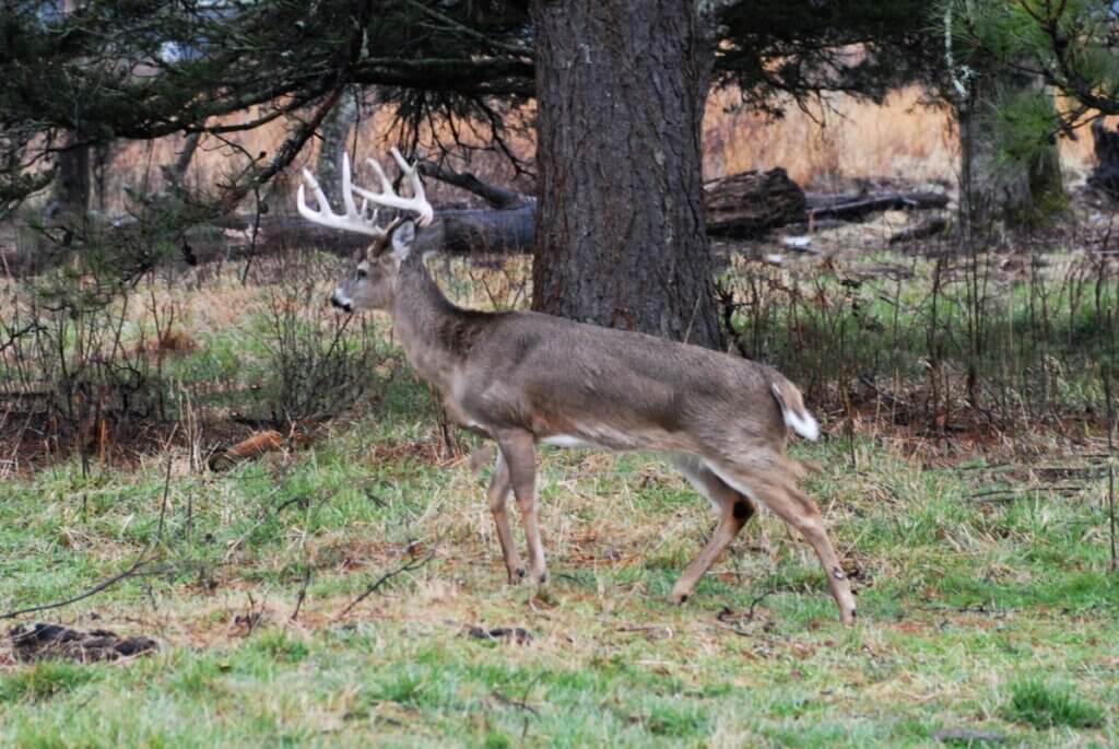 Deer in the wild