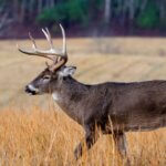 Manage Deer to Have More Day 2: Keep Deer at Home