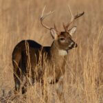 Manage Deer to Have More Day 3: Pick the Best Spots to Hunt Deer