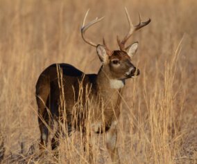 Deer in the wild