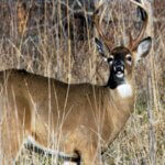Manage Deer to Have More Day 4: Decide the Numbers of Hunters & Deer