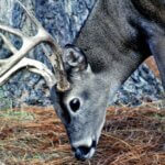Tactics to Hunt Deer Better Day 1: Know Weather and Terrain to Hunt Deer